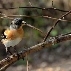 Brambling