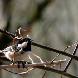 Coal Tit