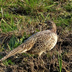 Pheasant