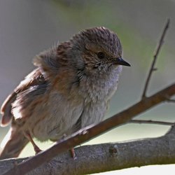 Dunnock