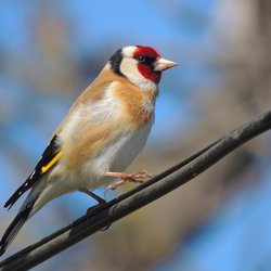 Goldfinch