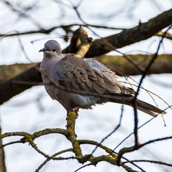 Collared-dove
