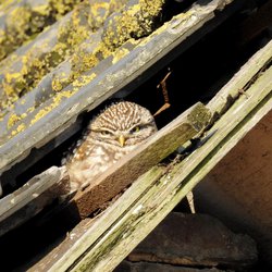 Little Owl