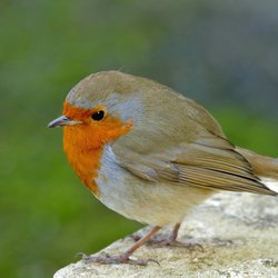 Robin
