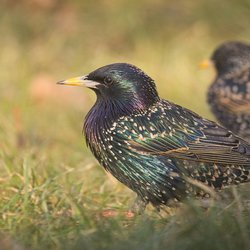 Starling