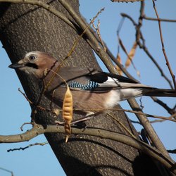 Eurasian Jay