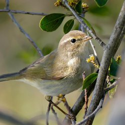Chiffchaff