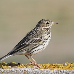Meadow Pipit
