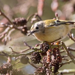 Goldcrest