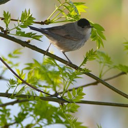 Blackcap