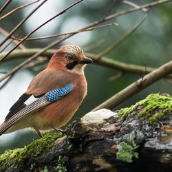 Eurasian Jay