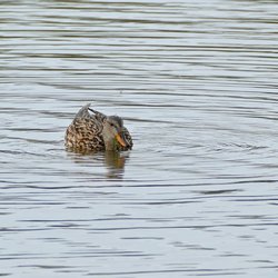 Gadwall