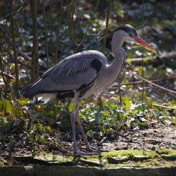 Grey Heron
