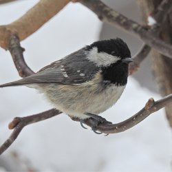 Coal Tit