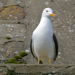 Lesser Black-backed Gull
