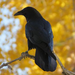 Raven