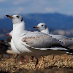Black-headed Gull