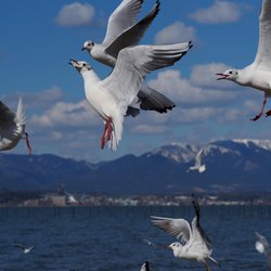 Black-headed Gull