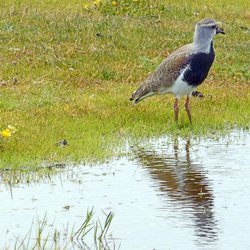 Northern Lapwing