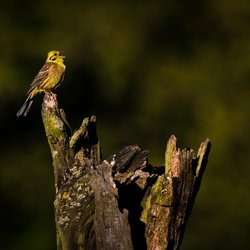 Yellowhammer
