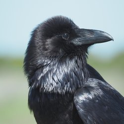 Raven