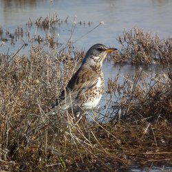 Fieldfare