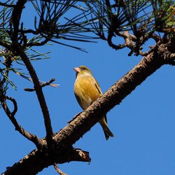 Greenfinch