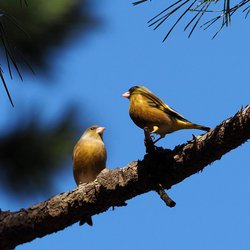Greenfinch