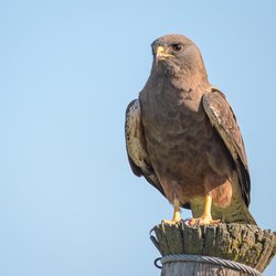Buzzard