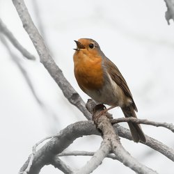 Robin