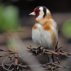 Goldfinch