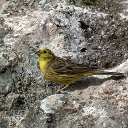 Yellowhammer