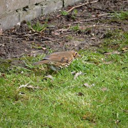 Mistle Thrush