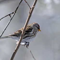 Redpoll