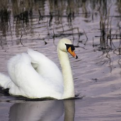 Mute Swan