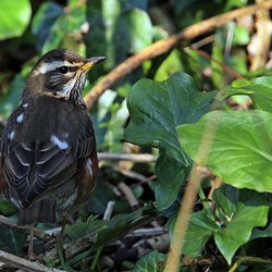 Redwing