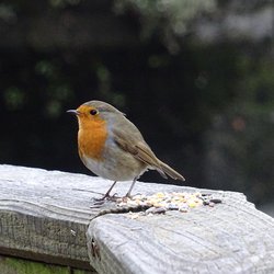 Robin