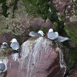 Herring Gull