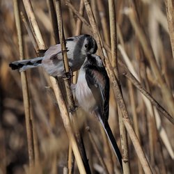 Long-tailed Tit