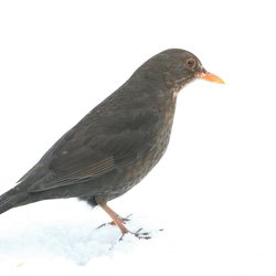 Blackbird