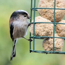 Long-tailed Tit