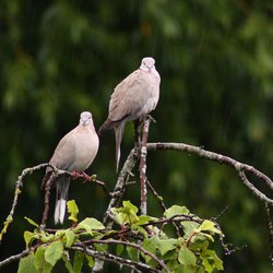 Collared-dove