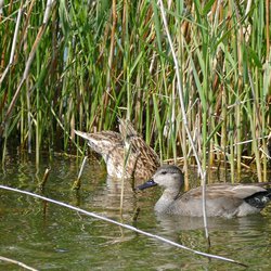 Gadwall