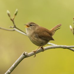 Northern Wren