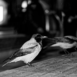 Hooded crow