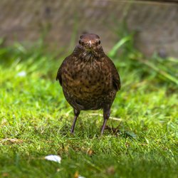Blackbird