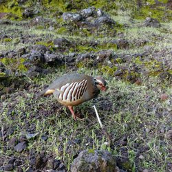 Red-legged partridge