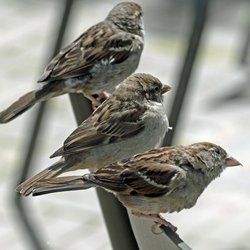 House Sparrow