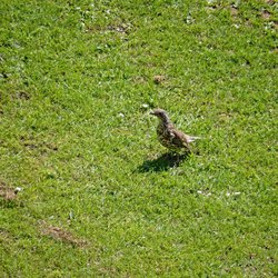 Mistle Thrush