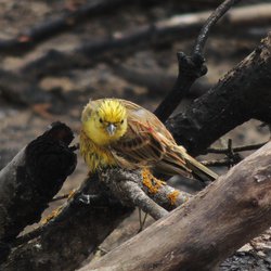 Yellowhammer